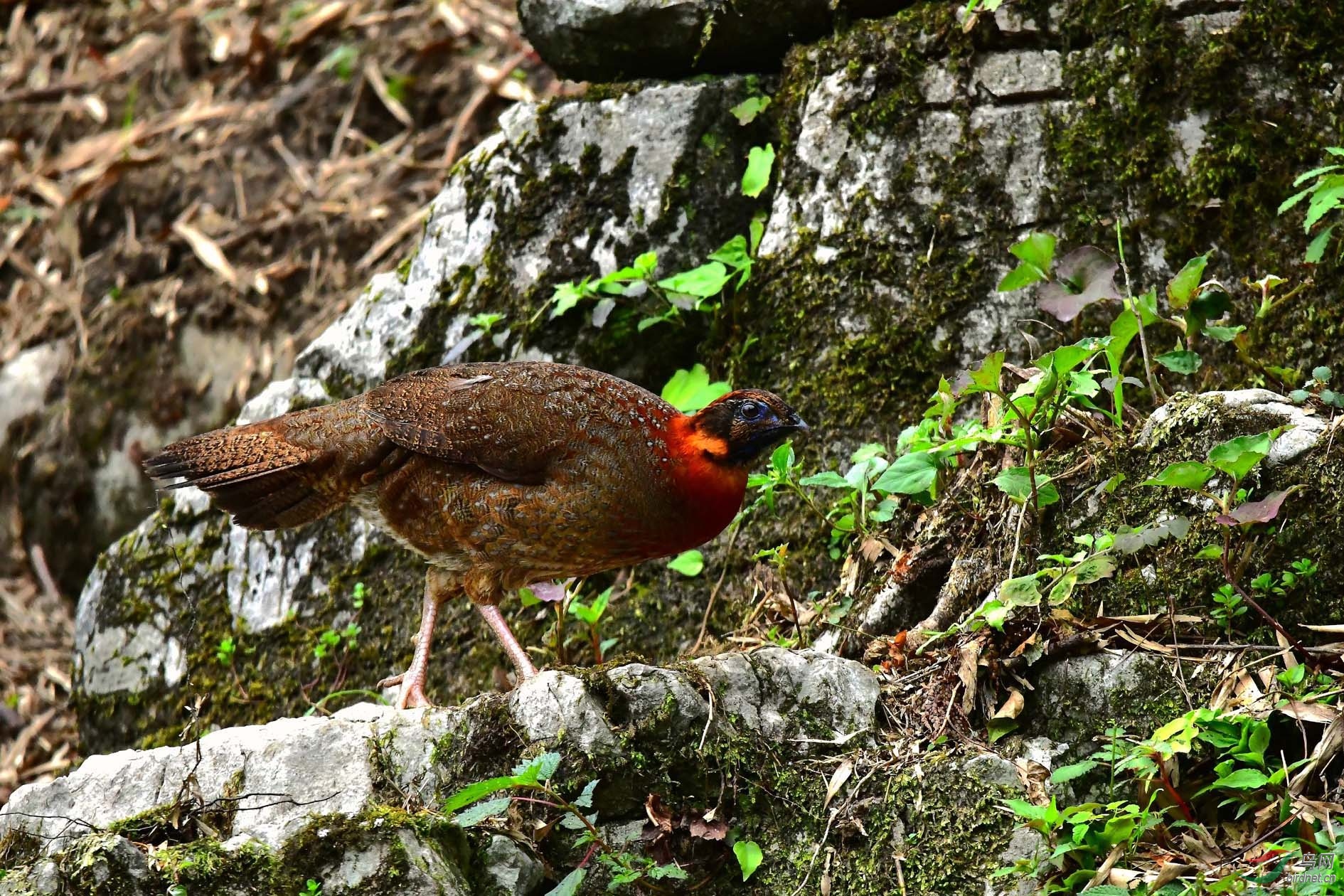 DSC_6530_����.jpg