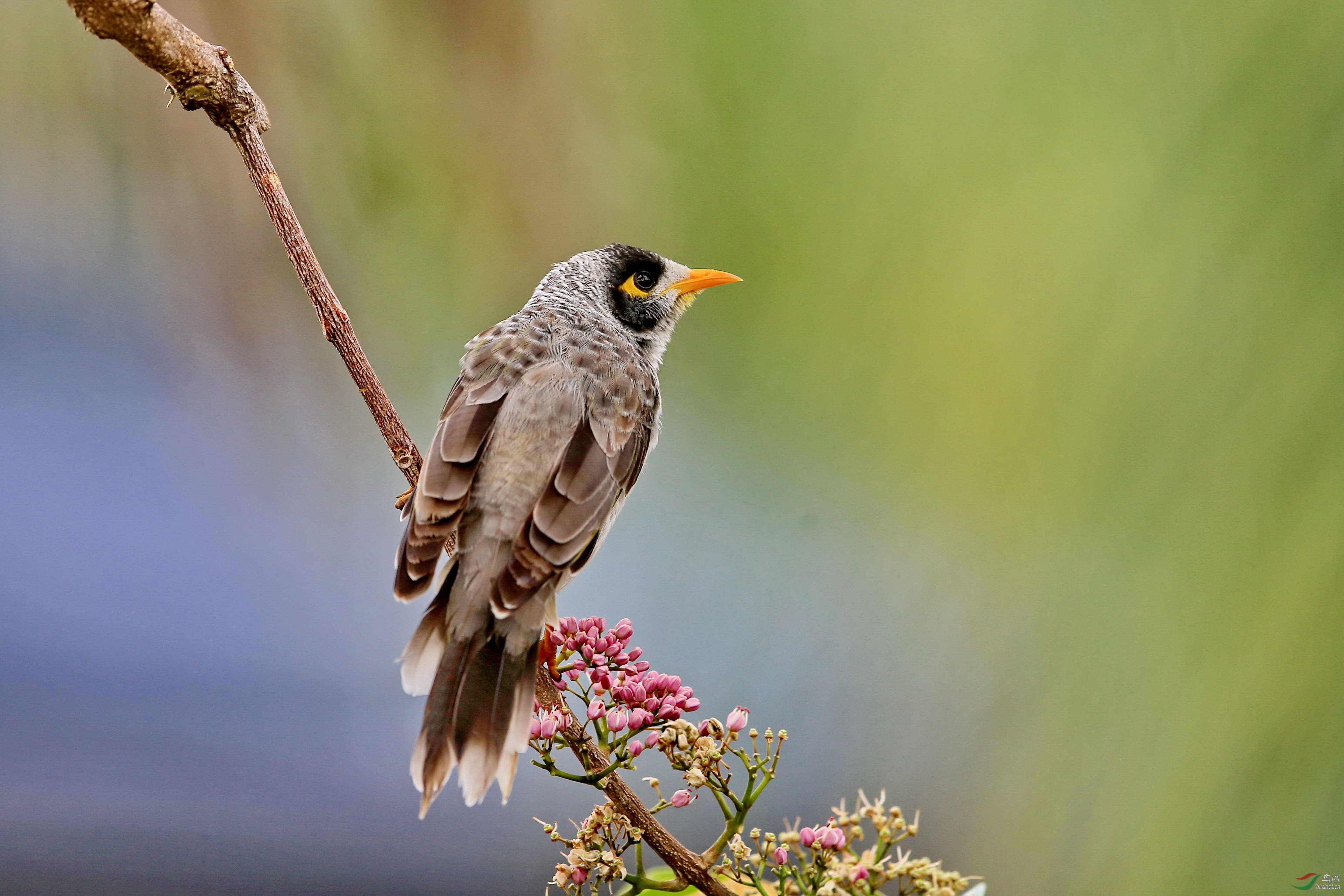 ����ʳ���