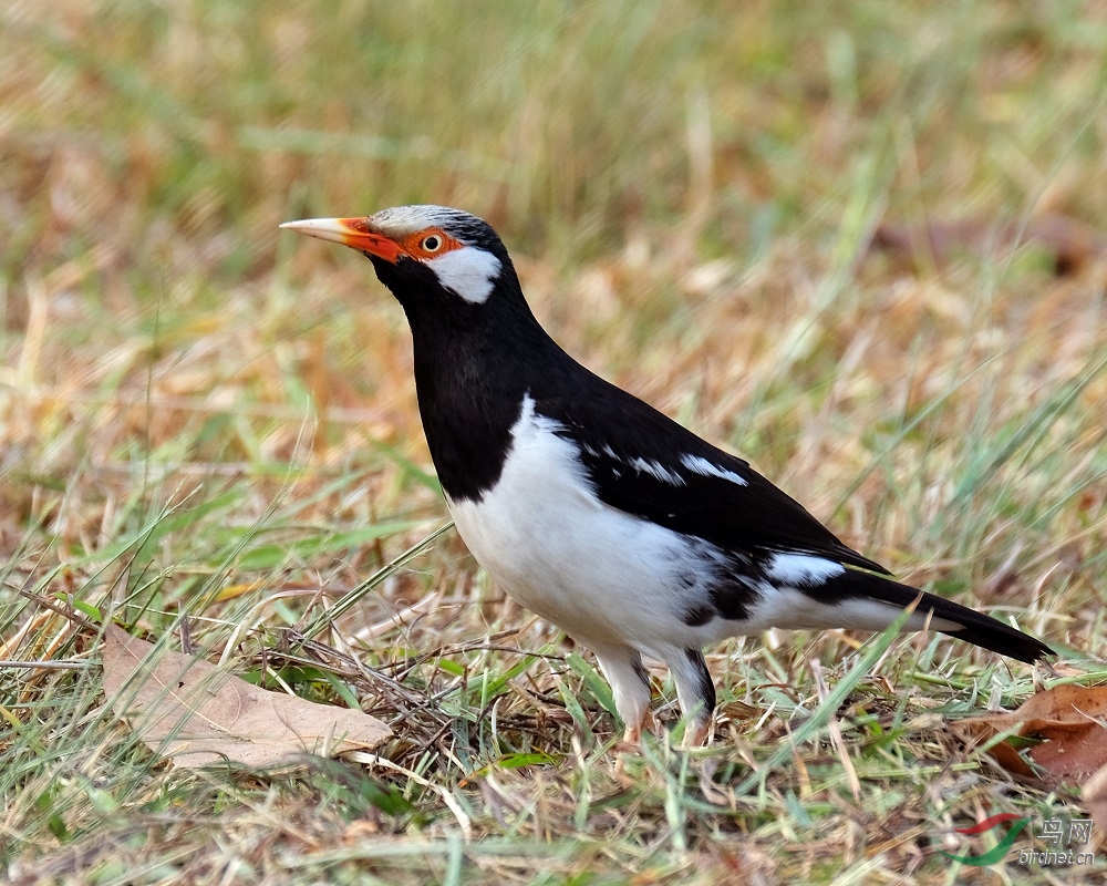 斑椋鸟 asian pied starling