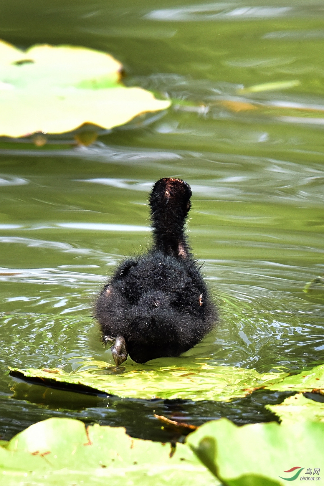 DSC_0733.JPG