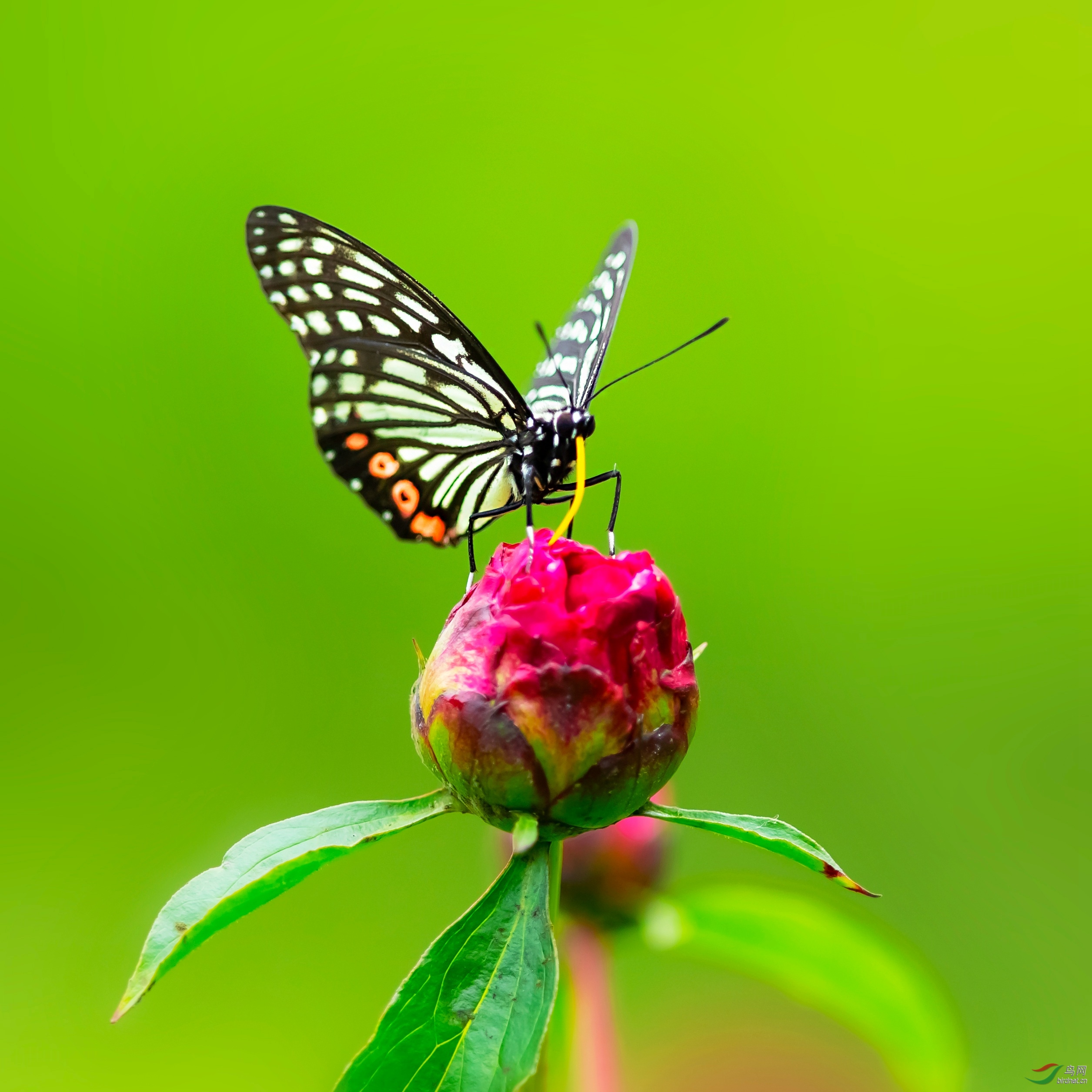 芍药园里的黑脉蛱蝶
