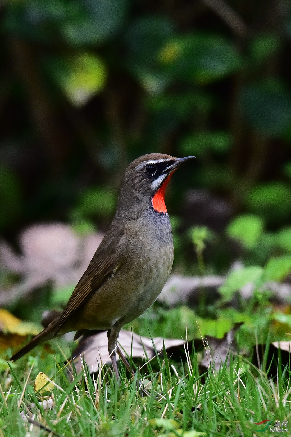 DSC_0299.JPG