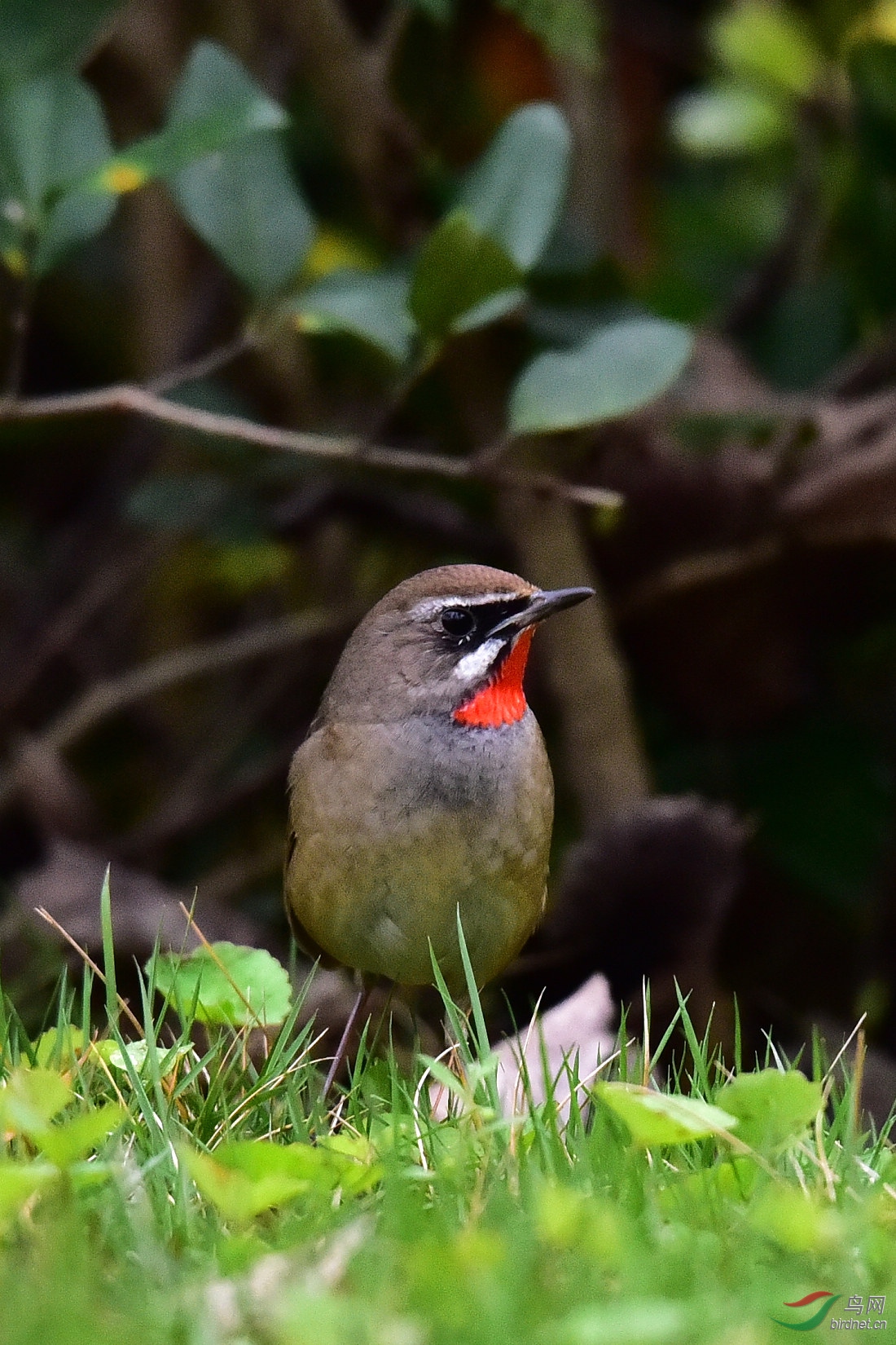 DSC_0302.JPG