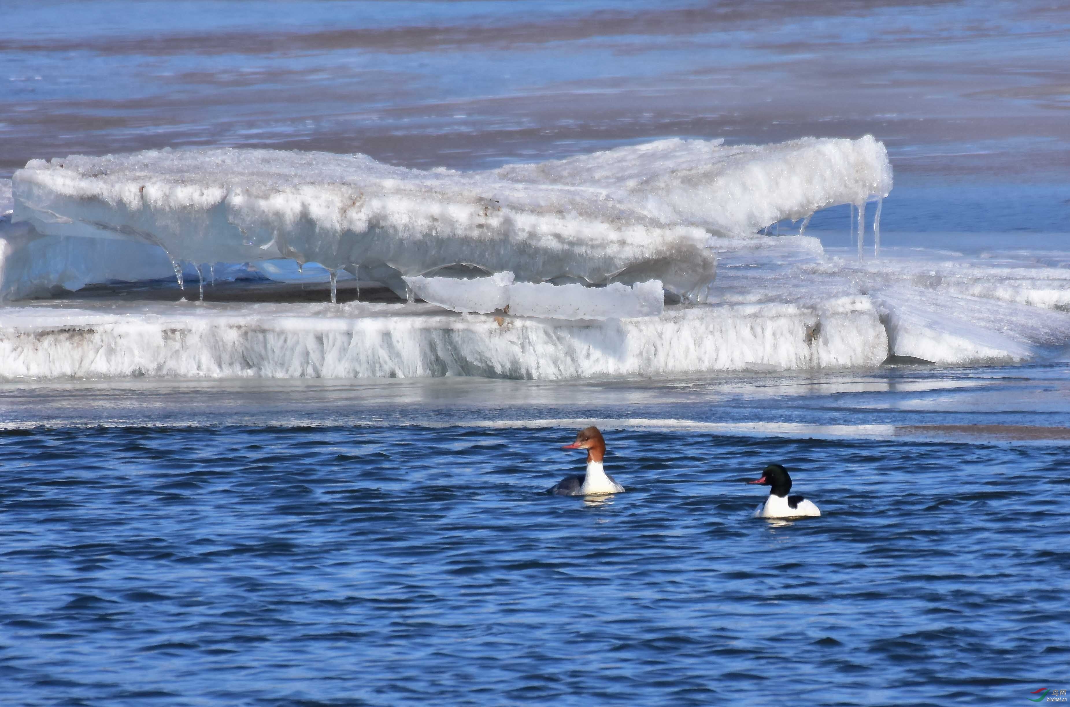 DSC_4176.jpg