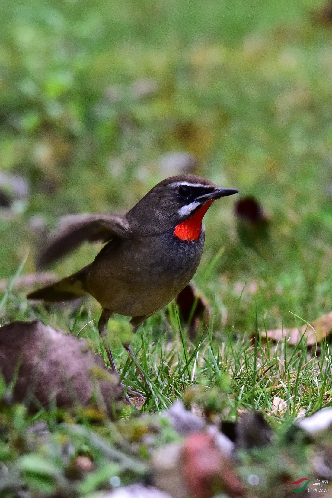 DSC_0312.JPG