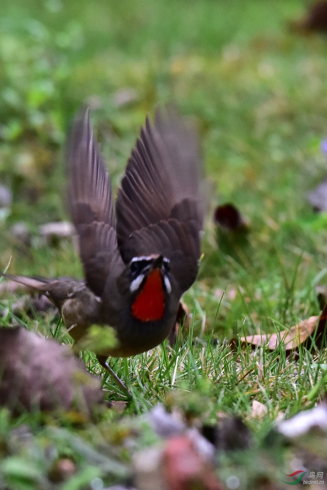 DSC_0313.JPG