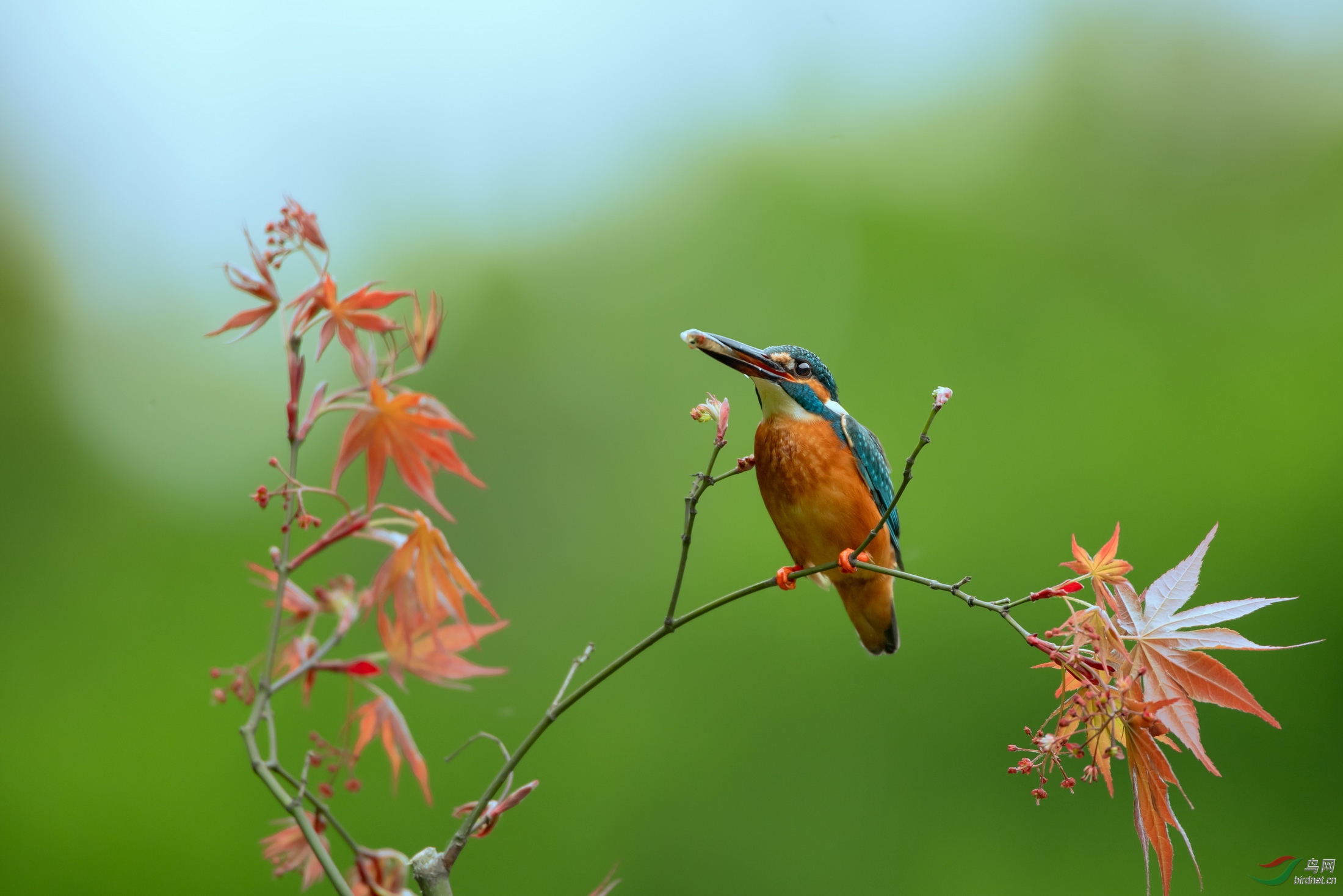 DSC_6980.jpg