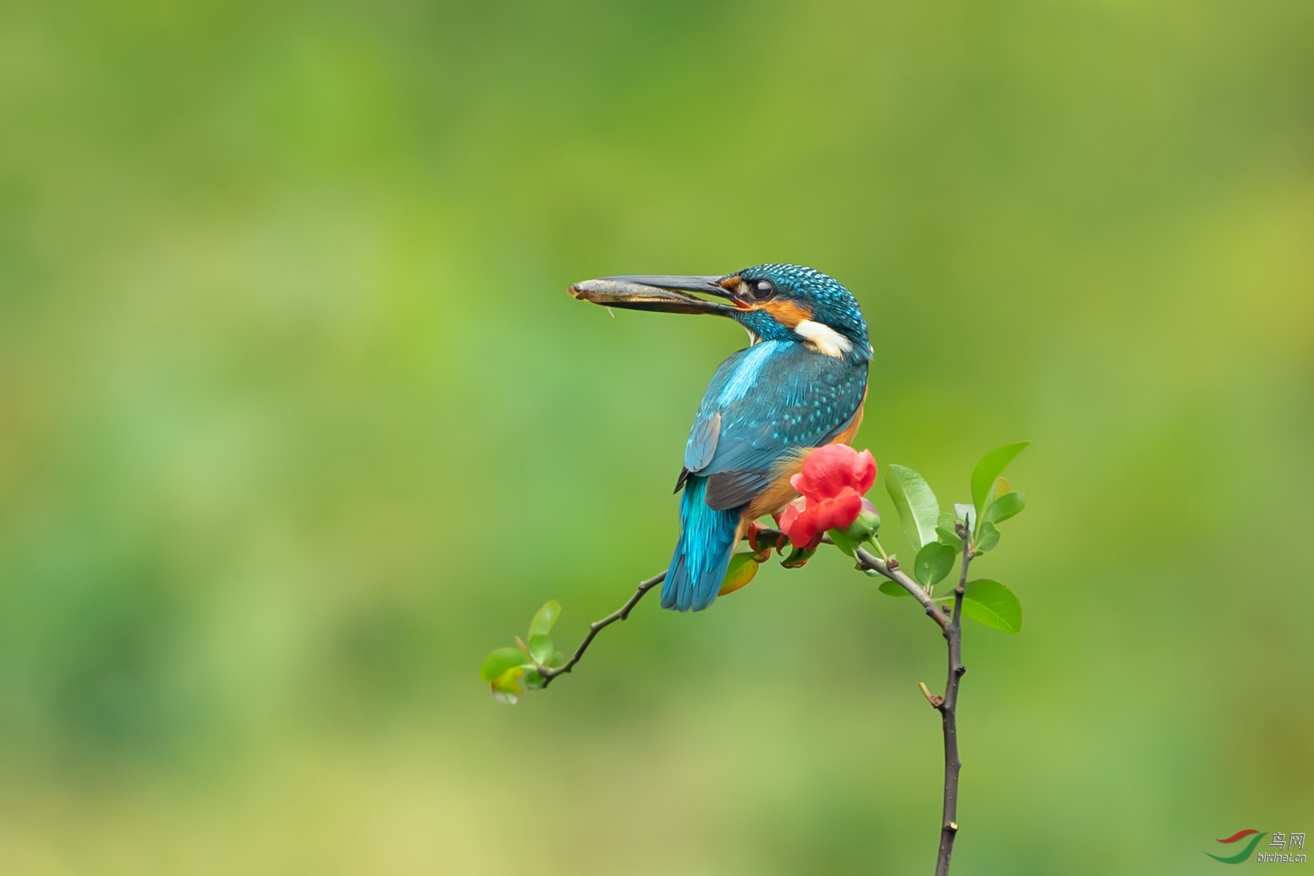 DSC_7533.jpg