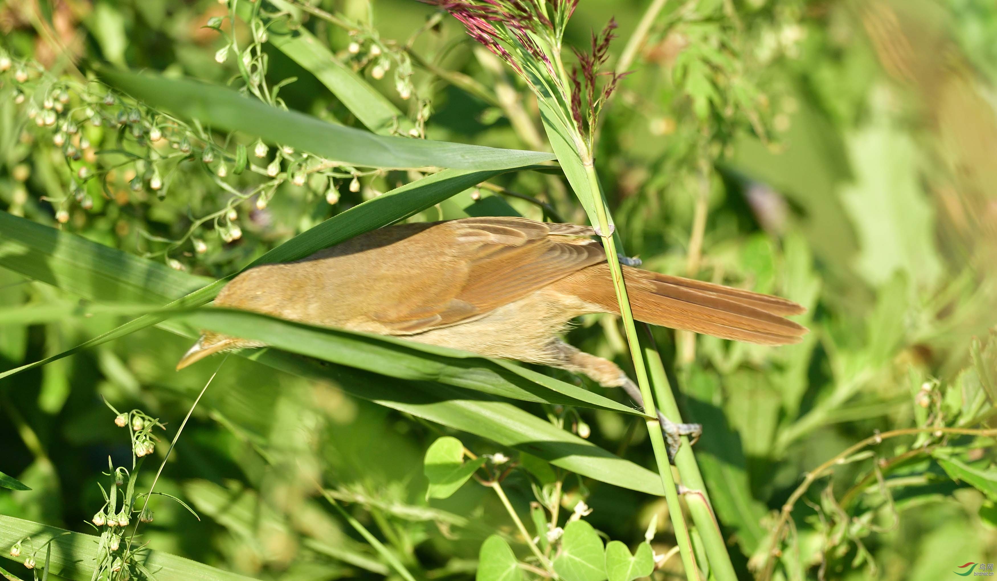 DSC_2364.JPG