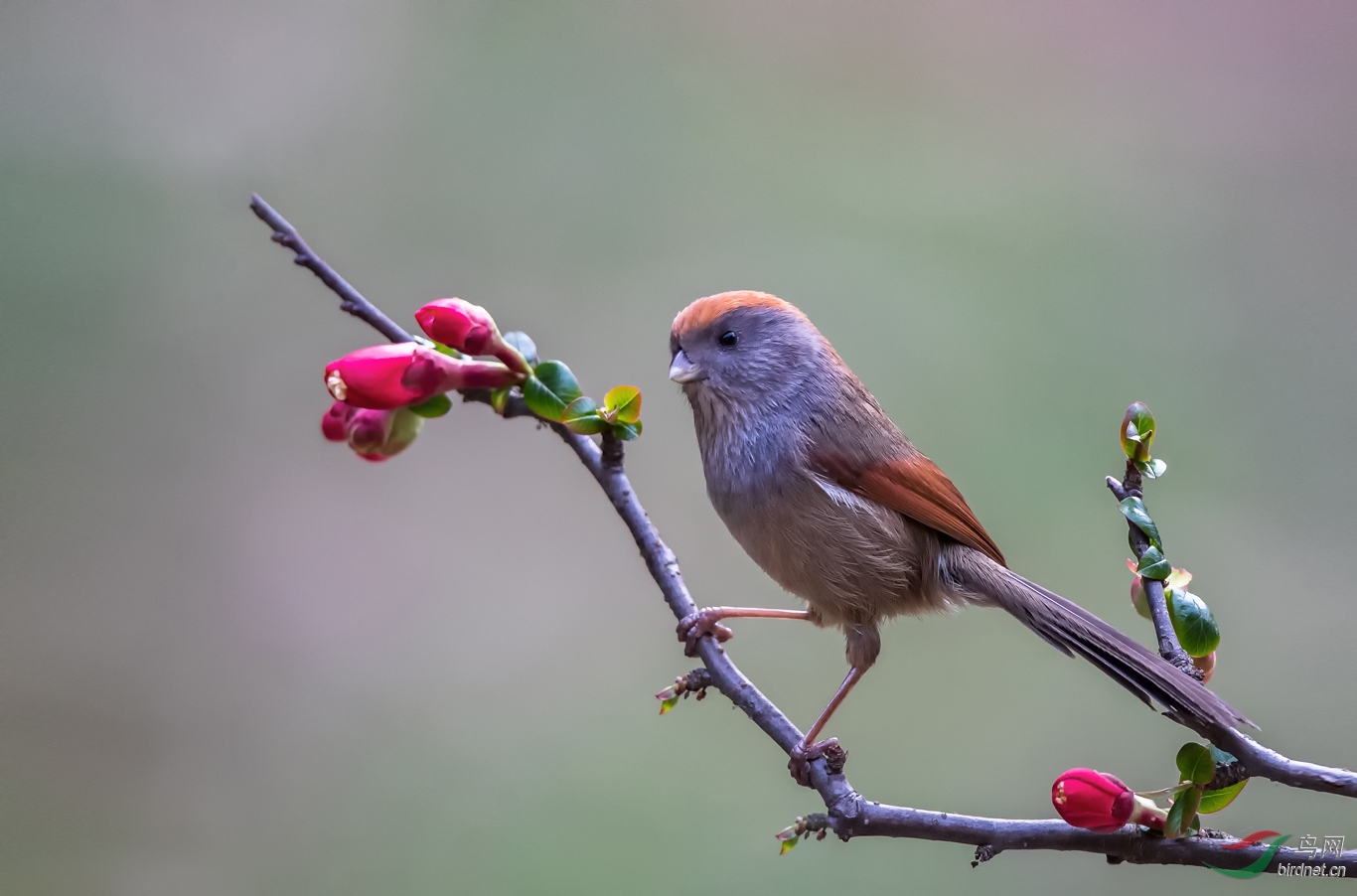 花鸟图灰喉鸦雀