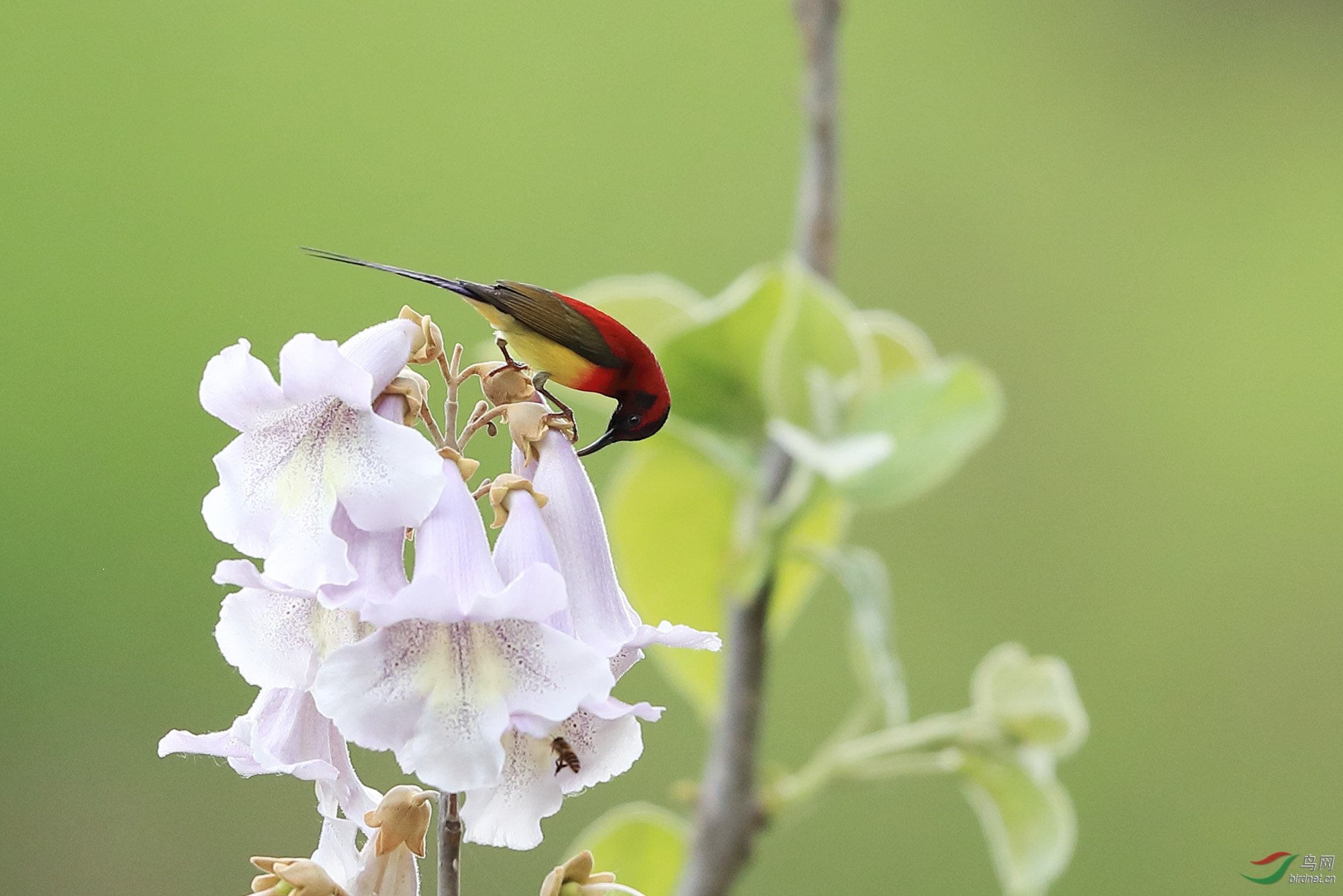 蜂与鸟和奉献的紫花泡桐 - 陕西版 shanxi 鸟网