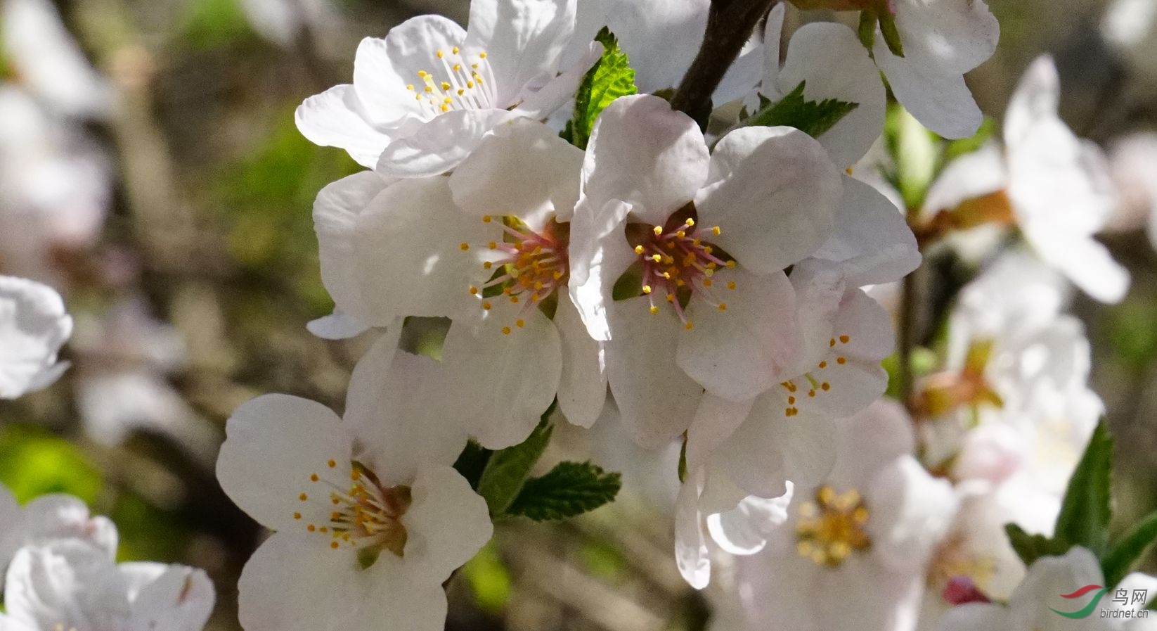 野樱桃树开花图片