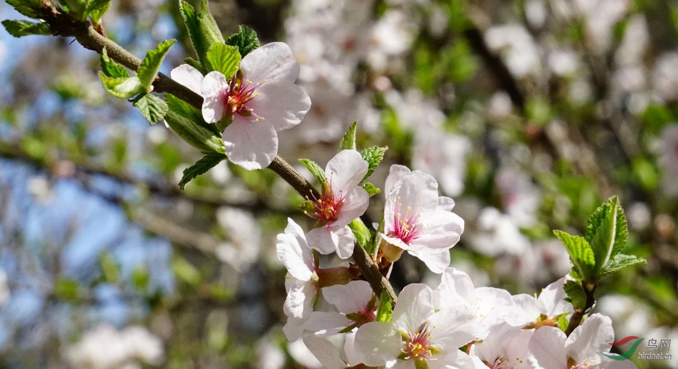 野櫻桃花