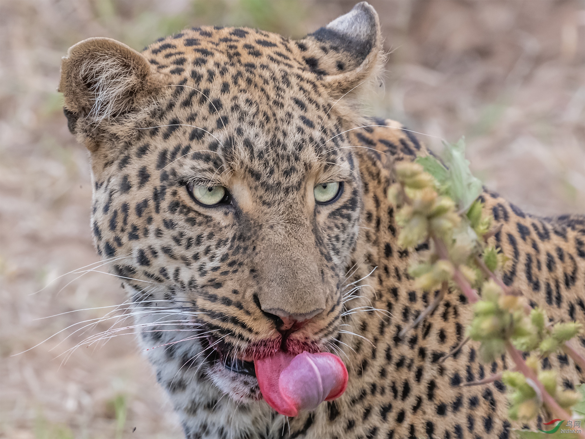 豹子头~~~贺图获《首页动物精华》