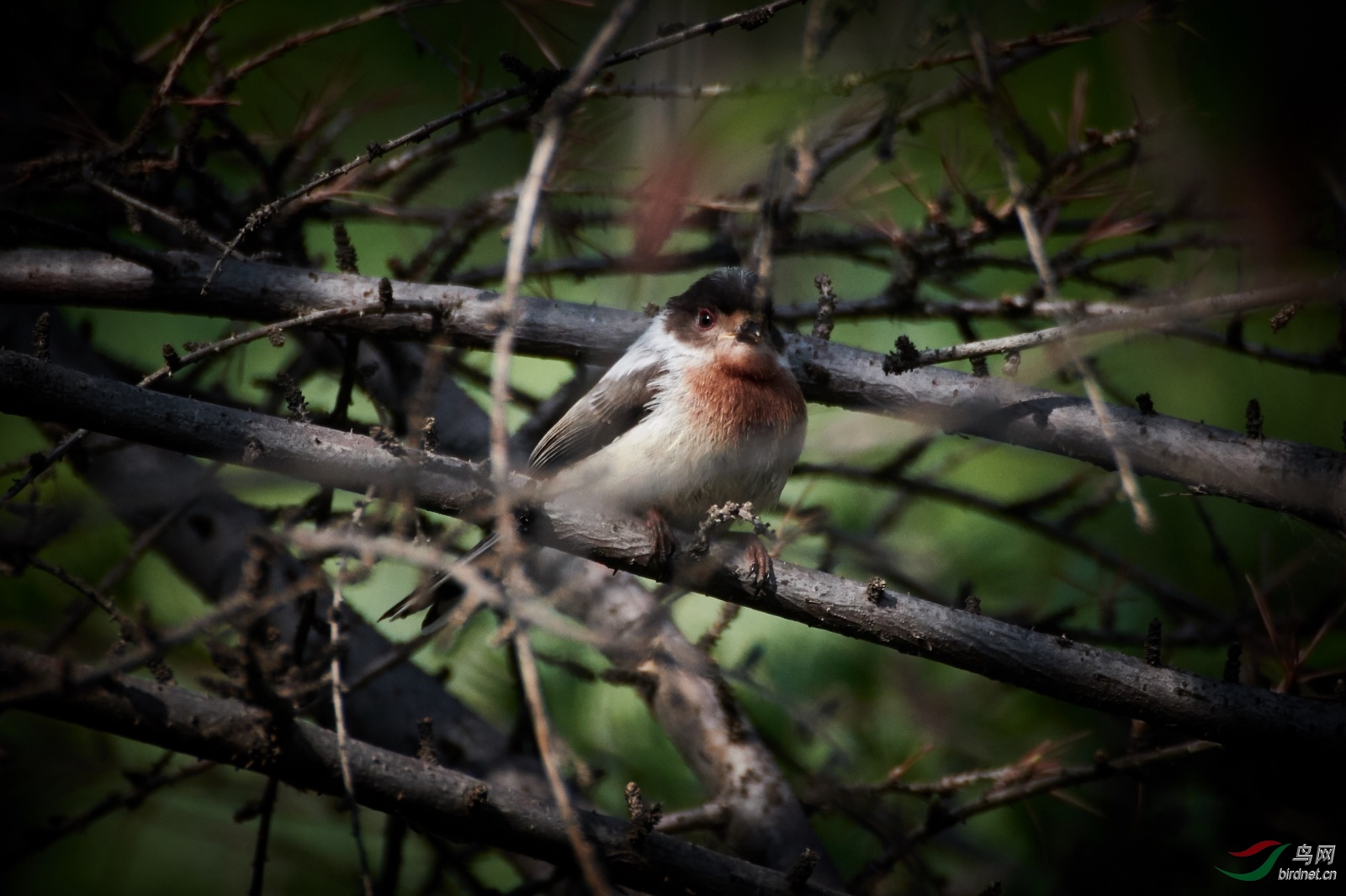 DSC_1414.jpg