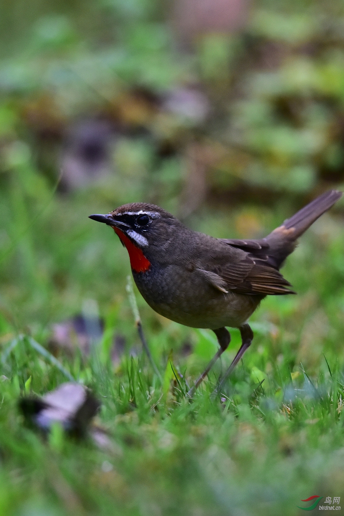 DSC_0318.JPG