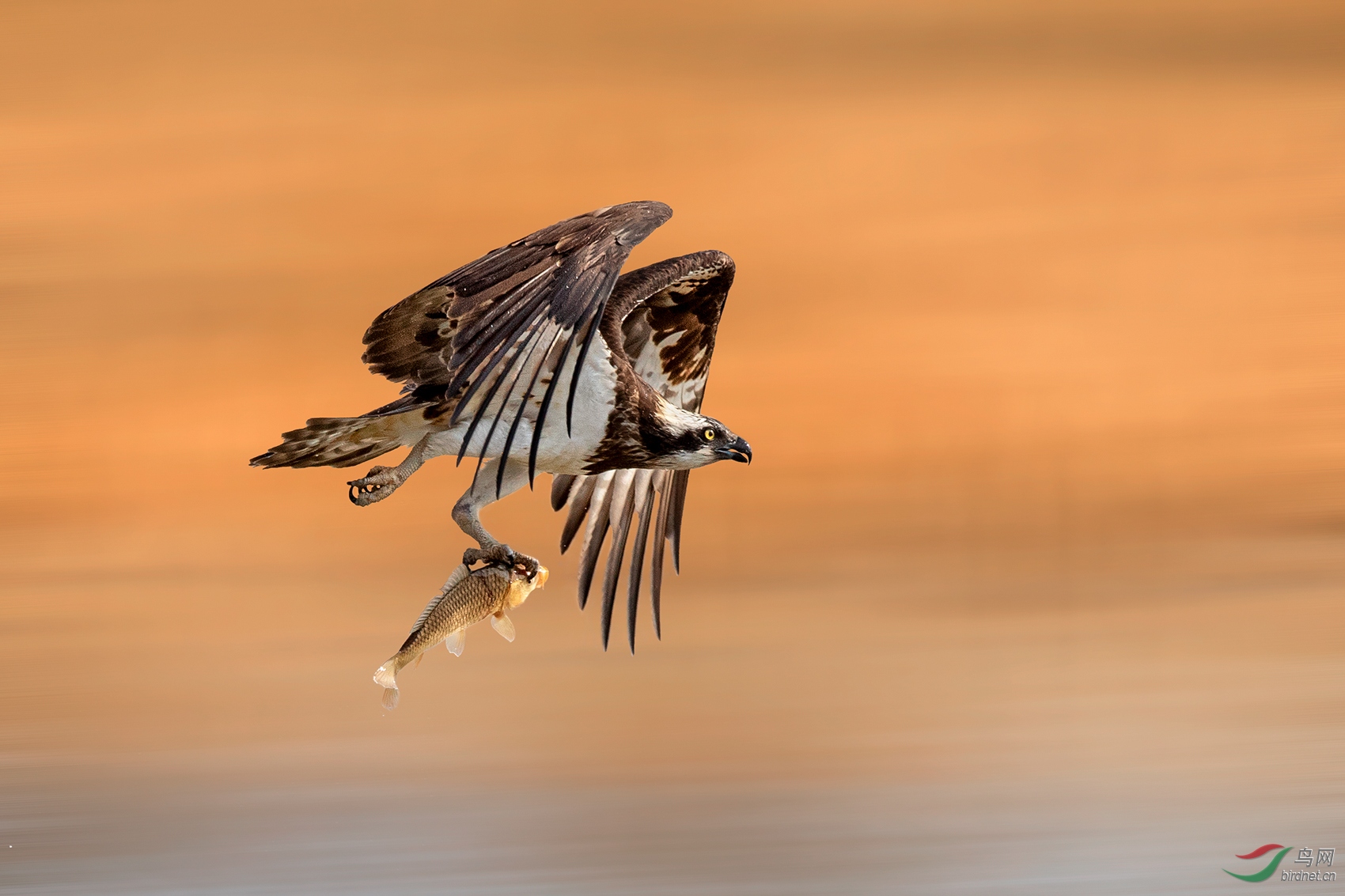 鹗- 艺术创意 鸟网