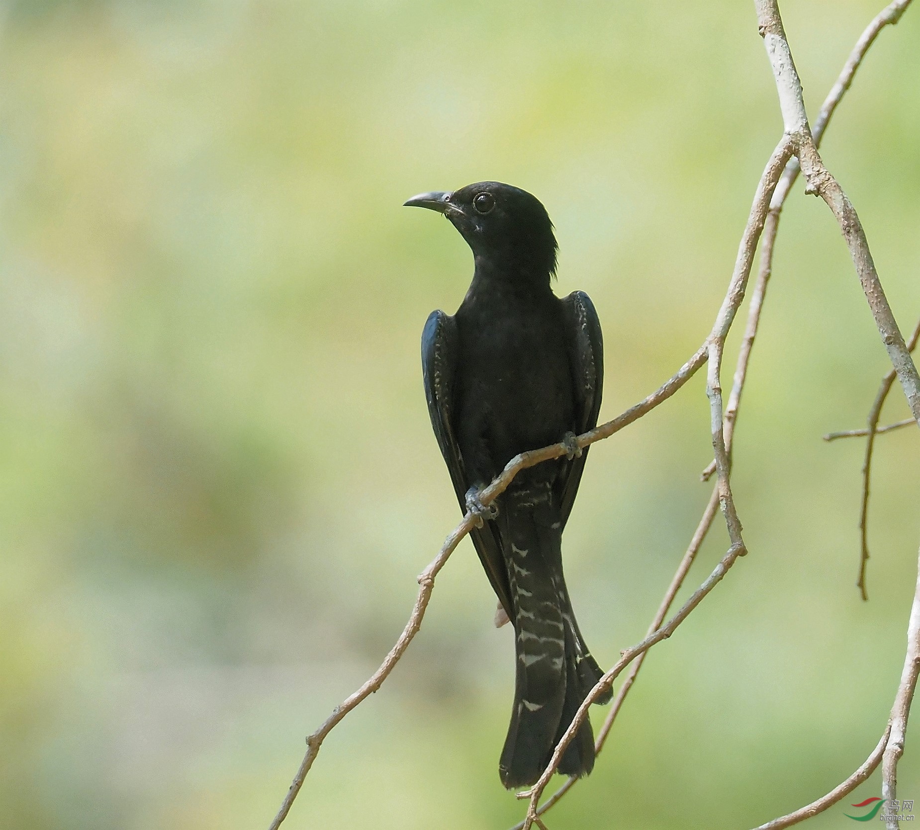 黑卷尾鸟的叫声图片