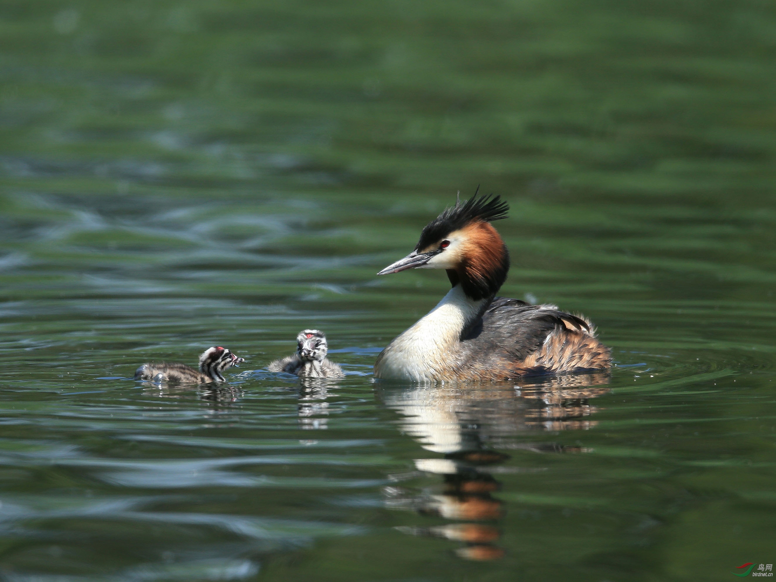 水鳥鳳頭母子頤和園