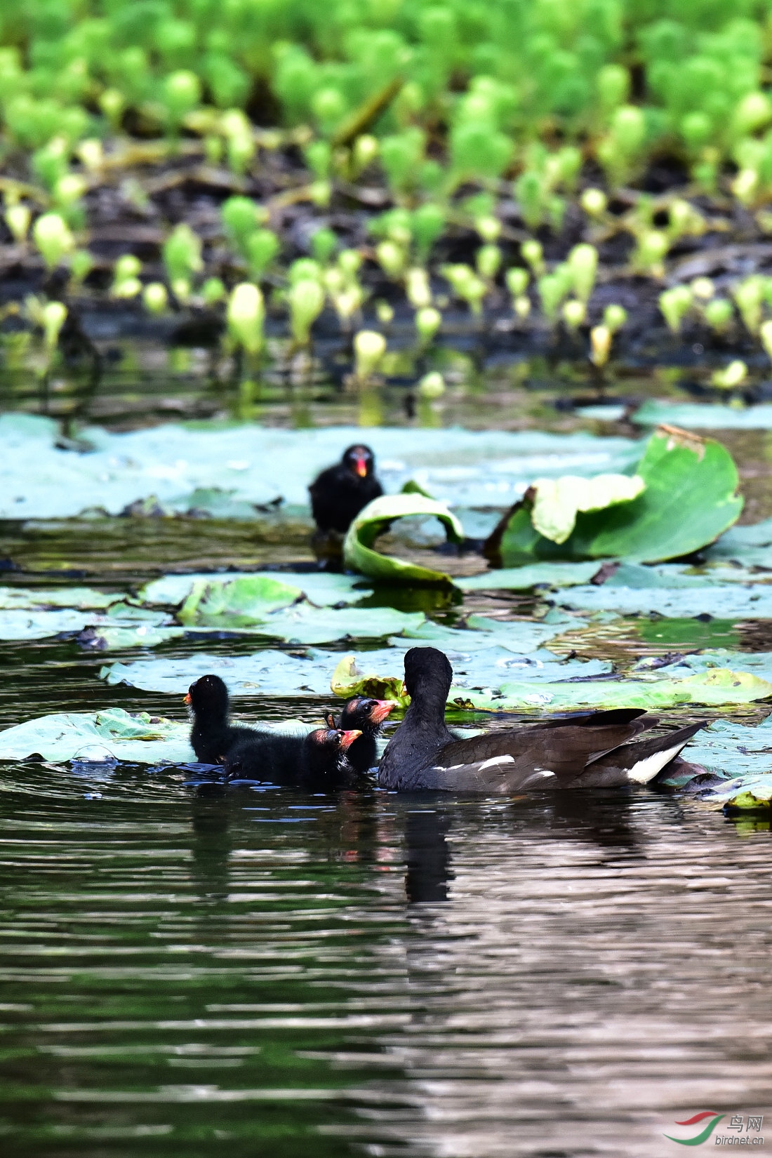 DSC_0738.JPG