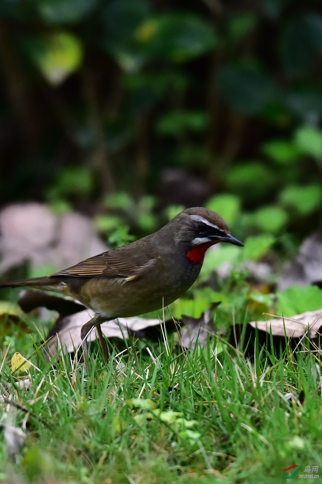 DSC_0321.JPG
