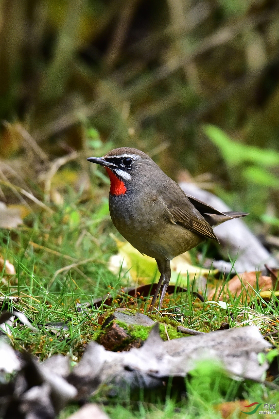 DSC_0326.JPG
