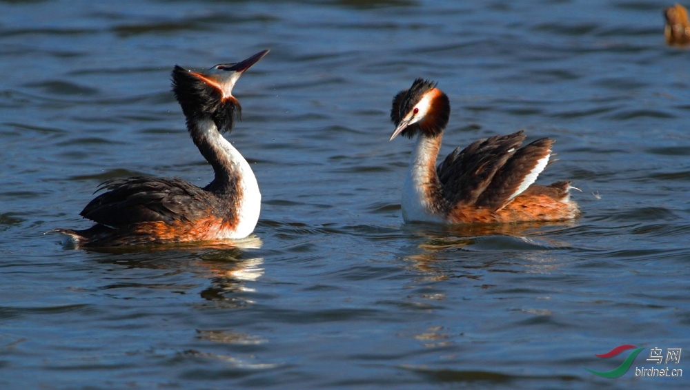 IMG_4767 - ���� - ����.jpg