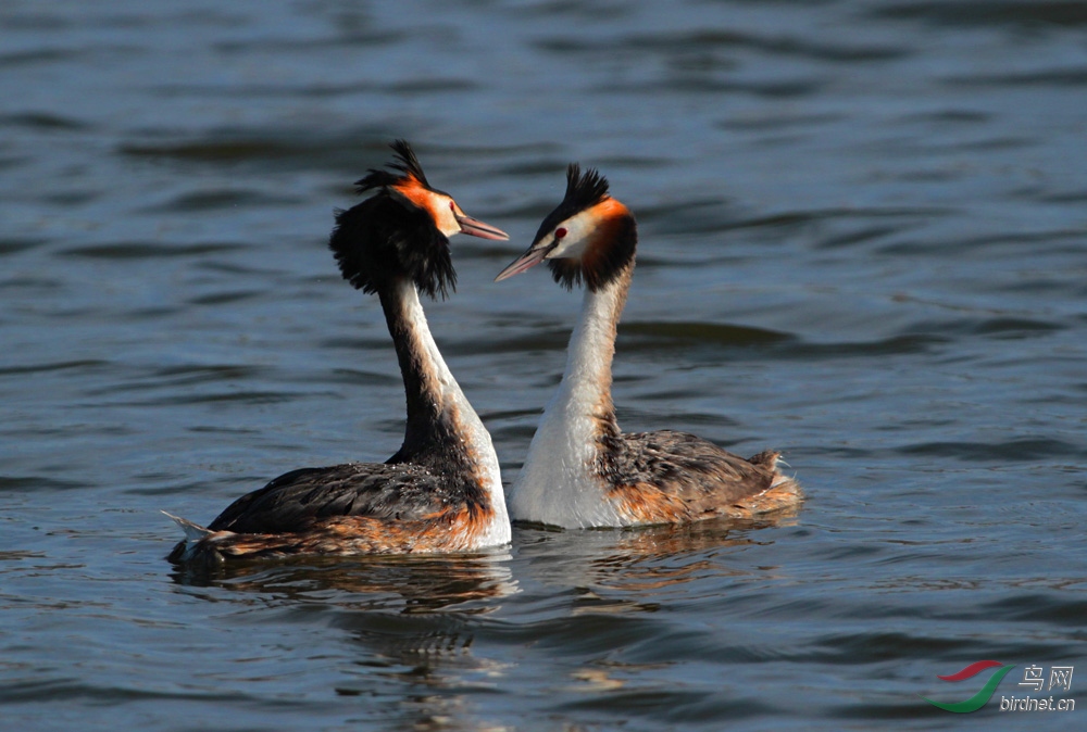 IMG_4788 - ����.jpg