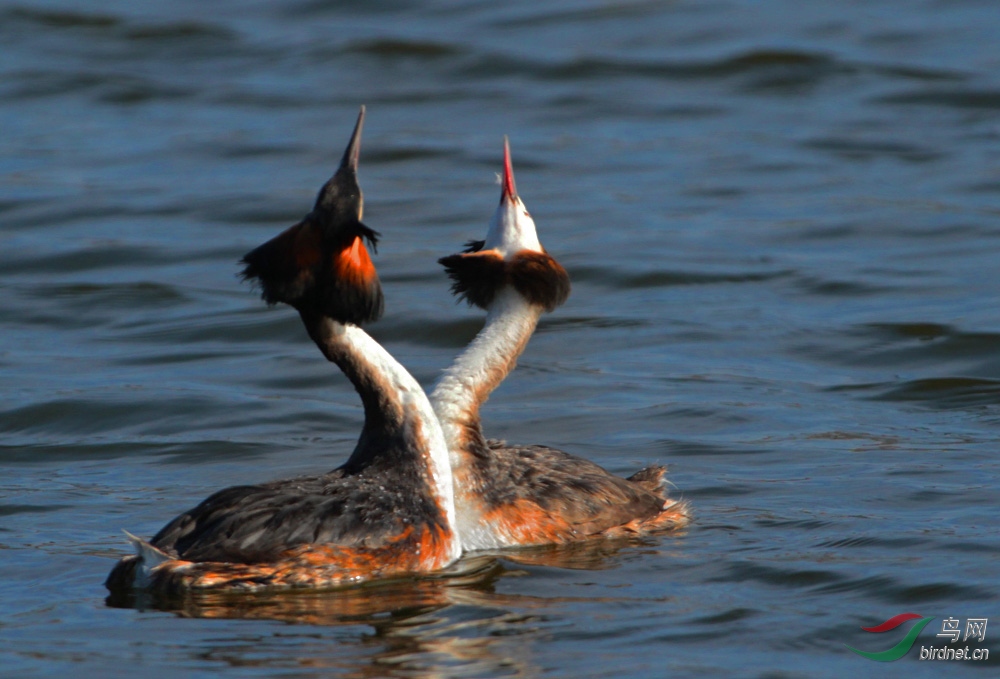 IMG_4798 - ����.jpg