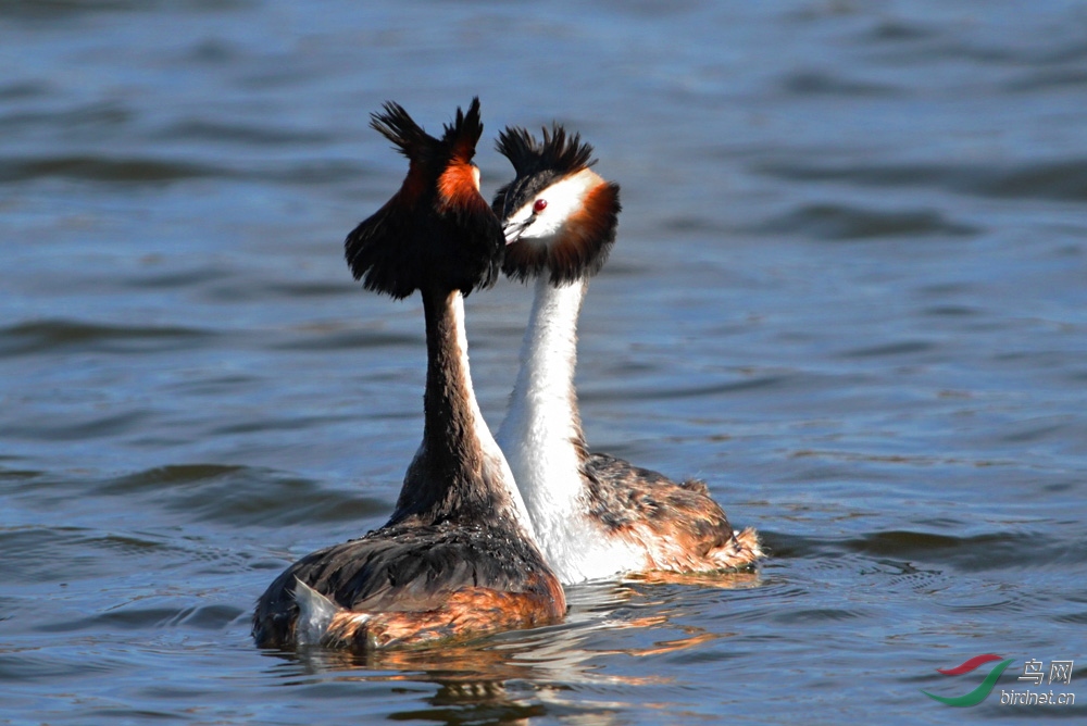 IMG_4813 - ����.jpg