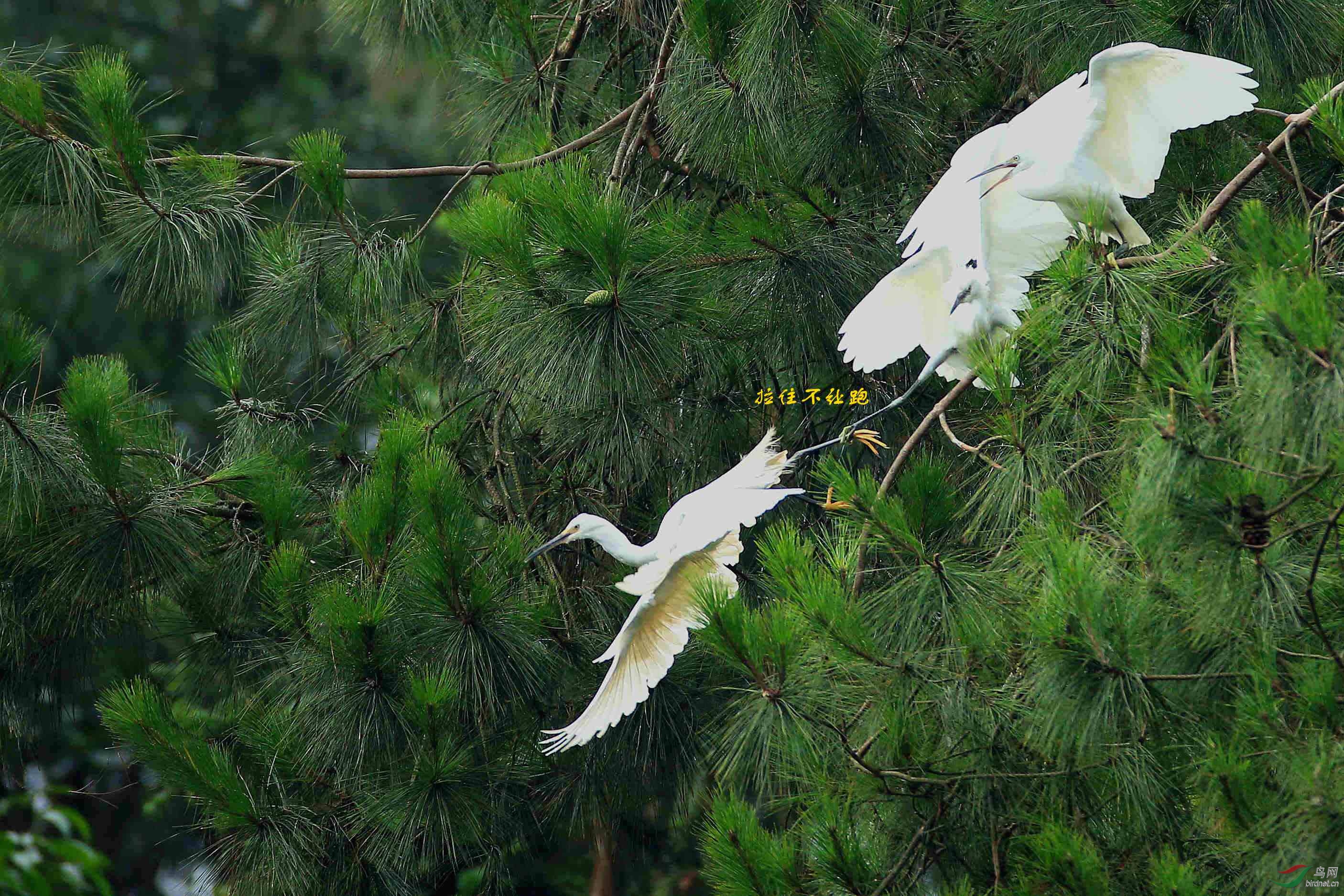 松鹤图(二) - 重庆版 chongqing 鸟网