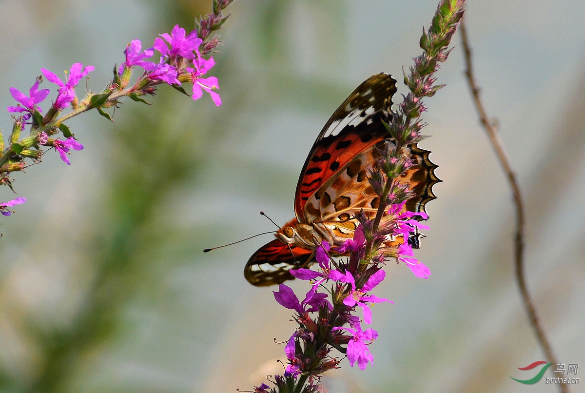 DSC_3945.JPG