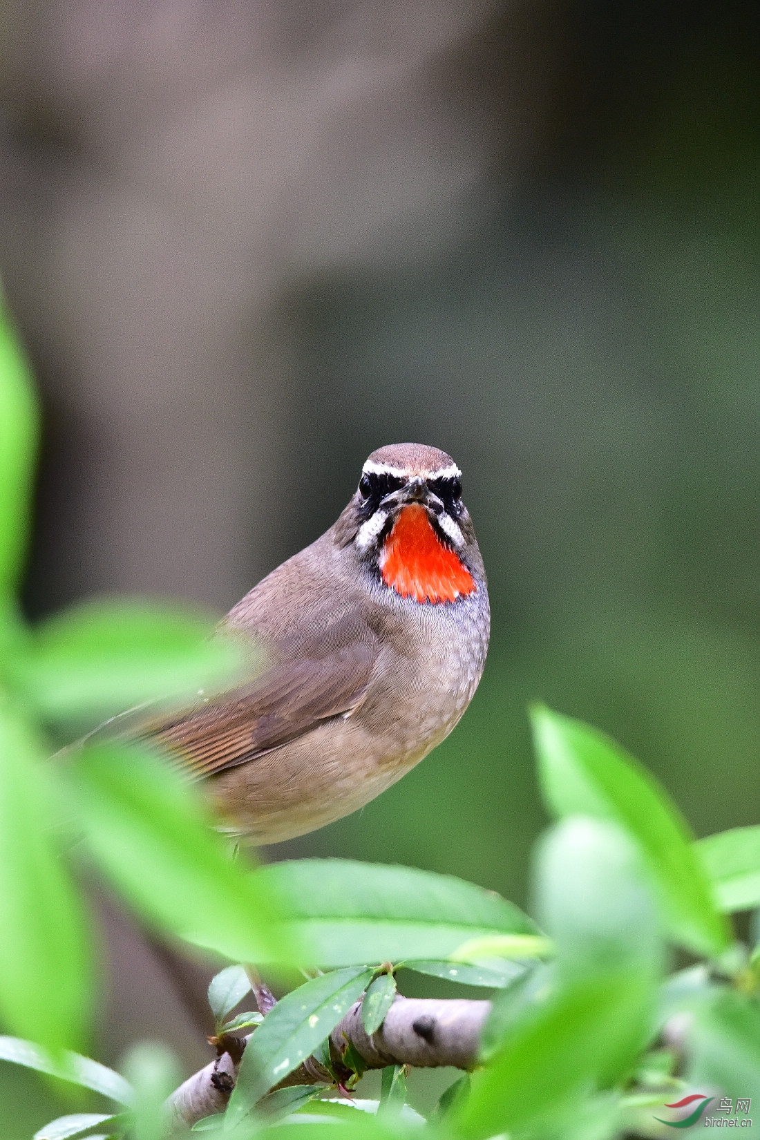 DSC_0336.JPG