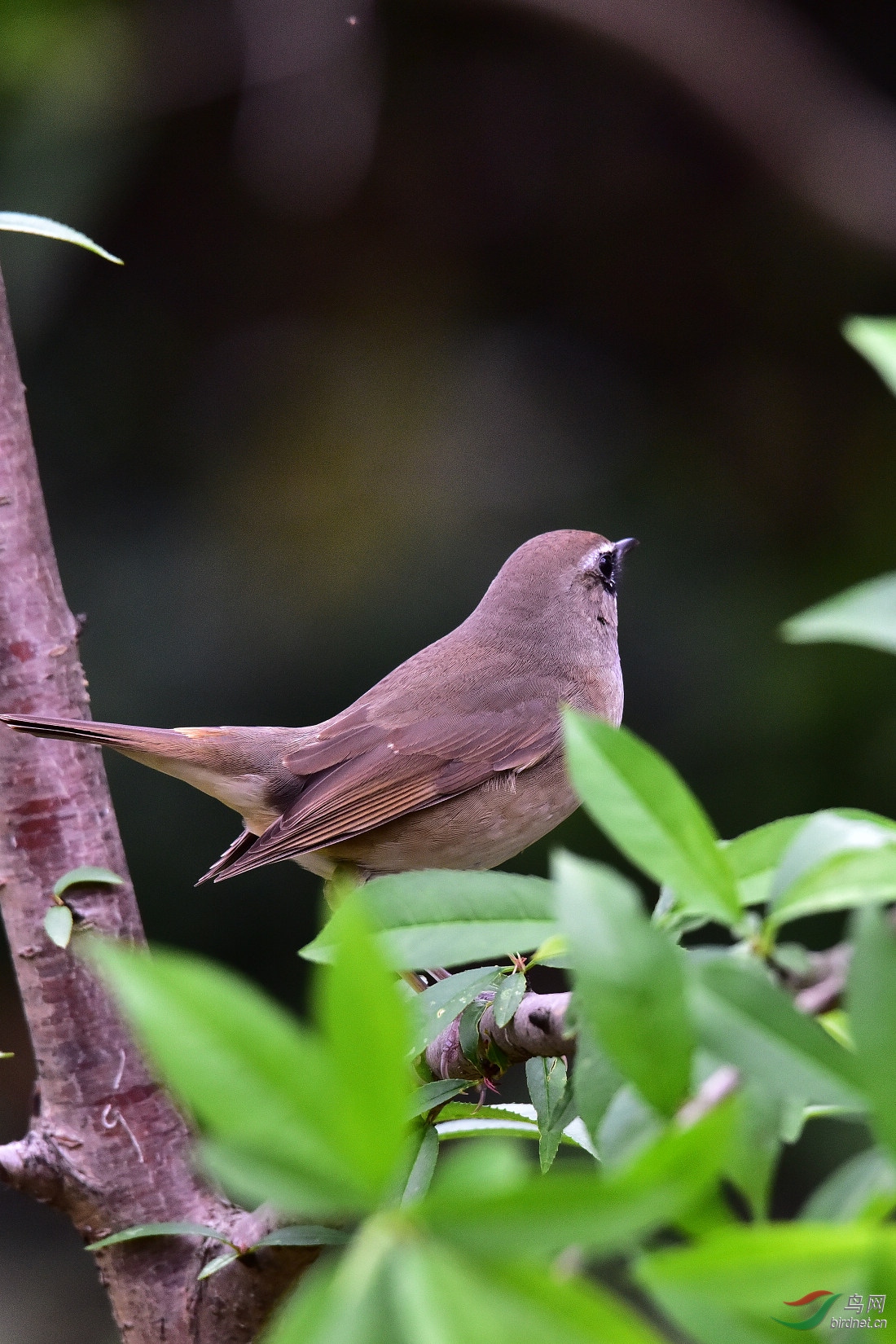 DSC_0338.JPG