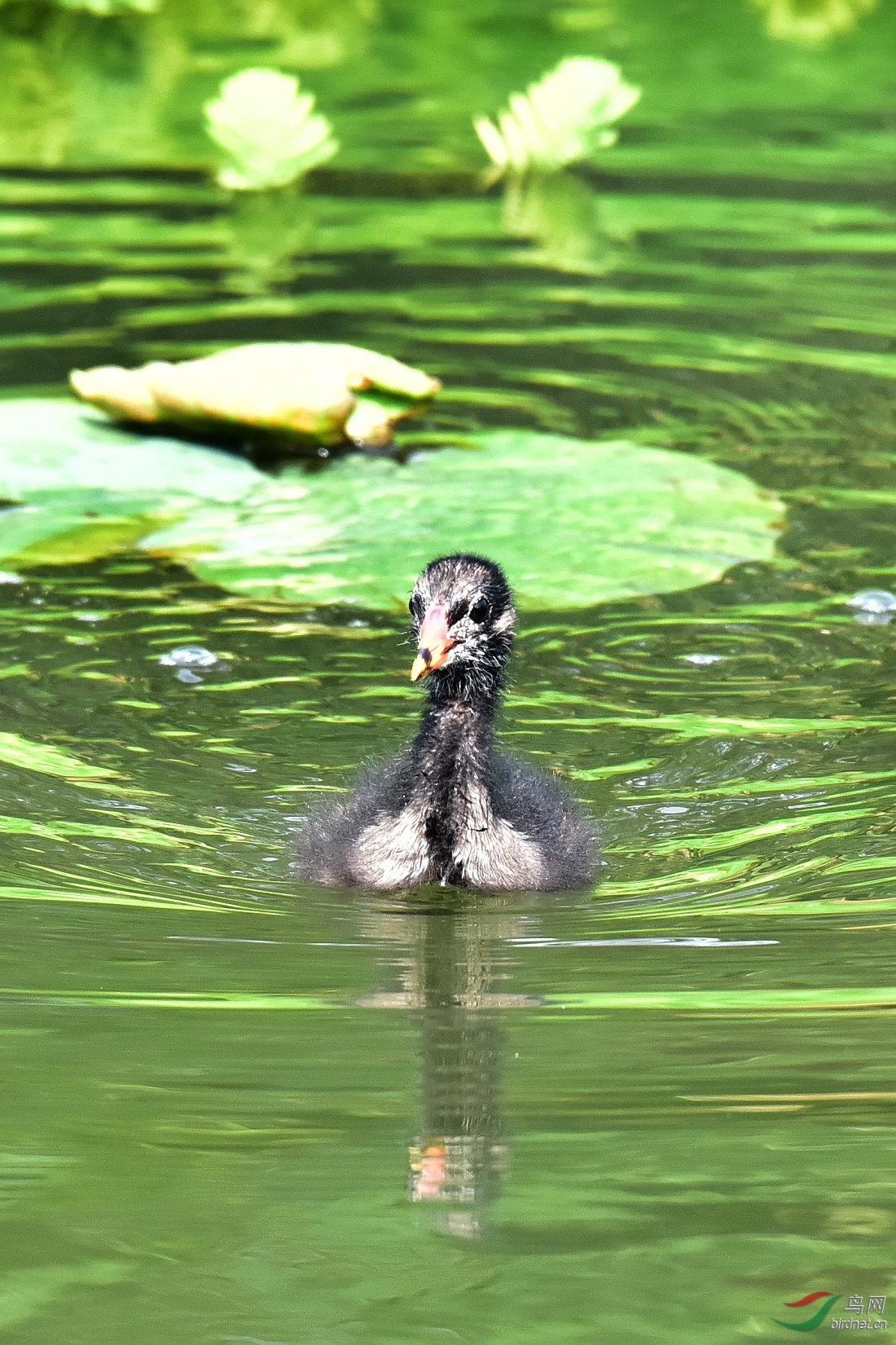 DSC_0747.JPG
