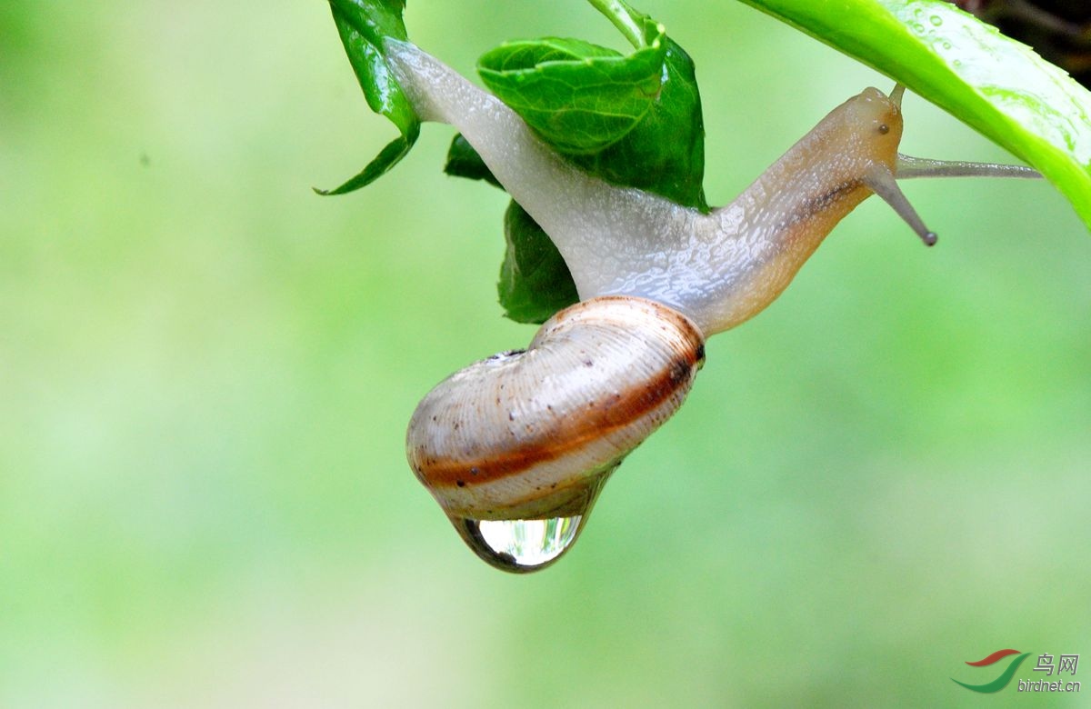 雨中小蜗牛