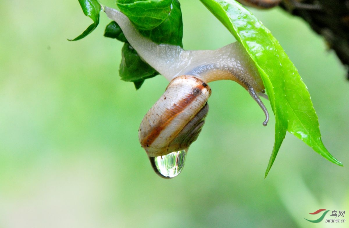 雨中小蜗牛