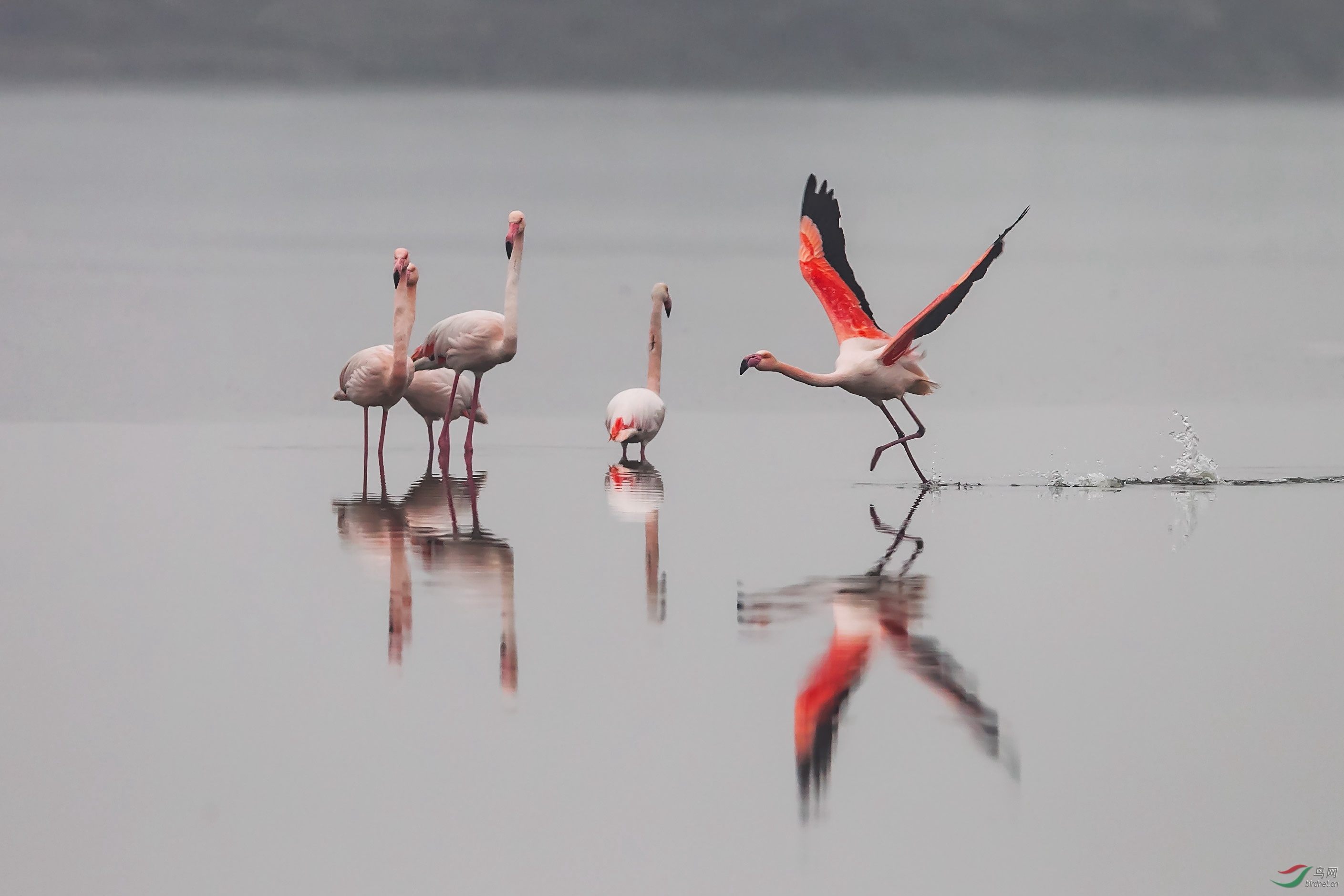 火列鸟-先走一步