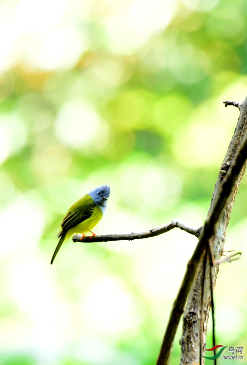 �ٻ����С����