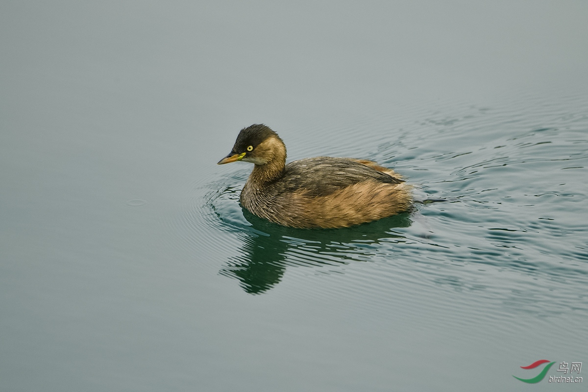 _DSC8563_1430a.jpg