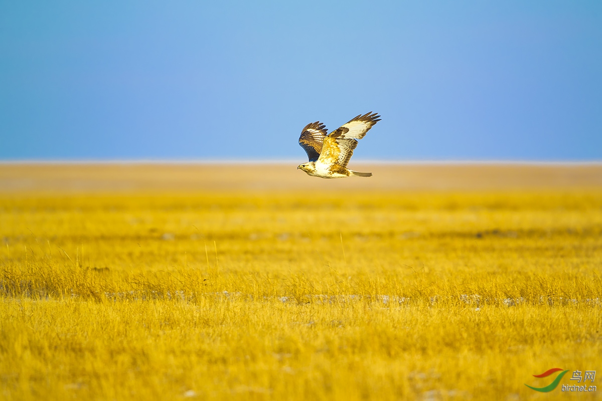 草原飞鹰