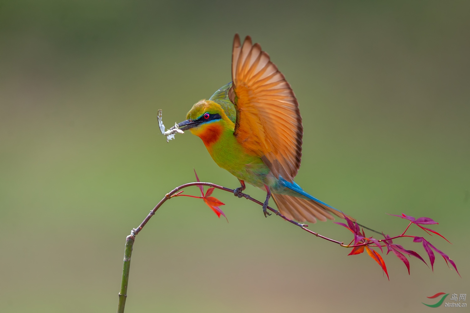 栗喉蜂虎祝贺荣获首页鸟类精华