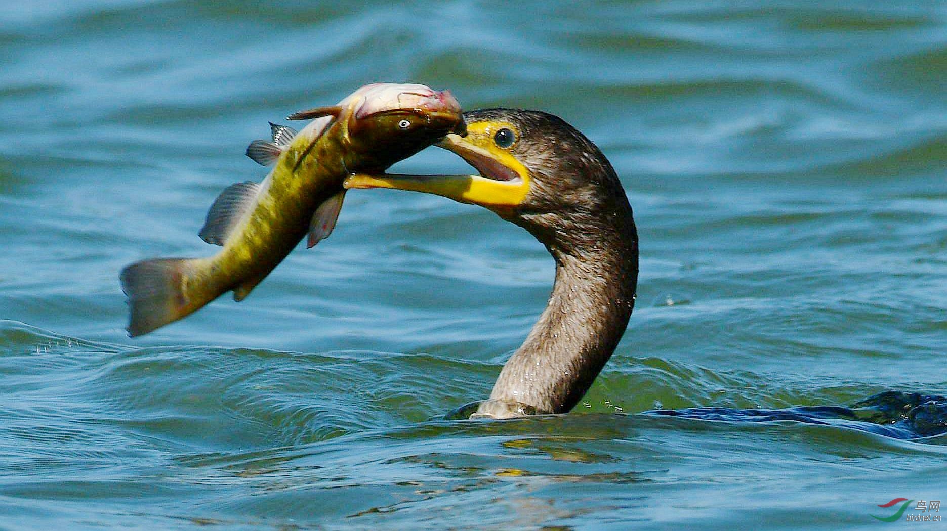 鸬鹚逮一大家伙