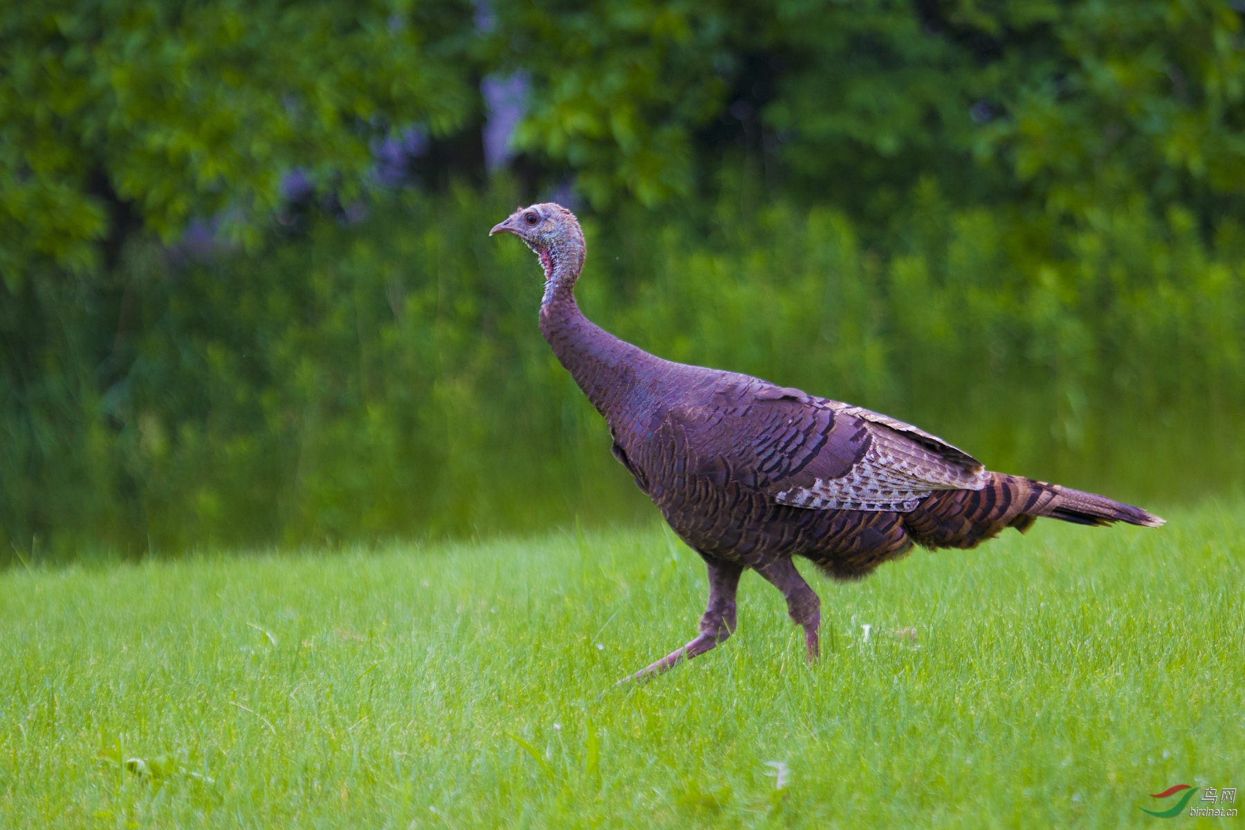 青铜火鸡 (北美)祝贺老师佳作荣获首页精华