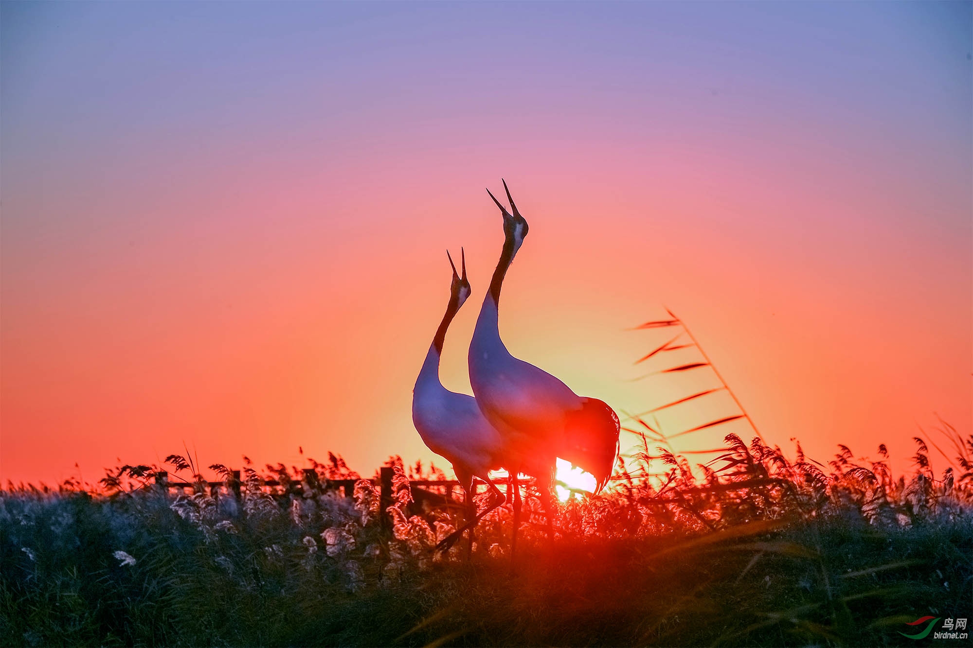 夕阳红丹顶鹤祝贺获首页精华