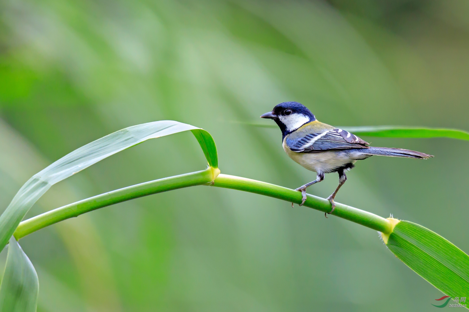 回眸(苍背山雀)