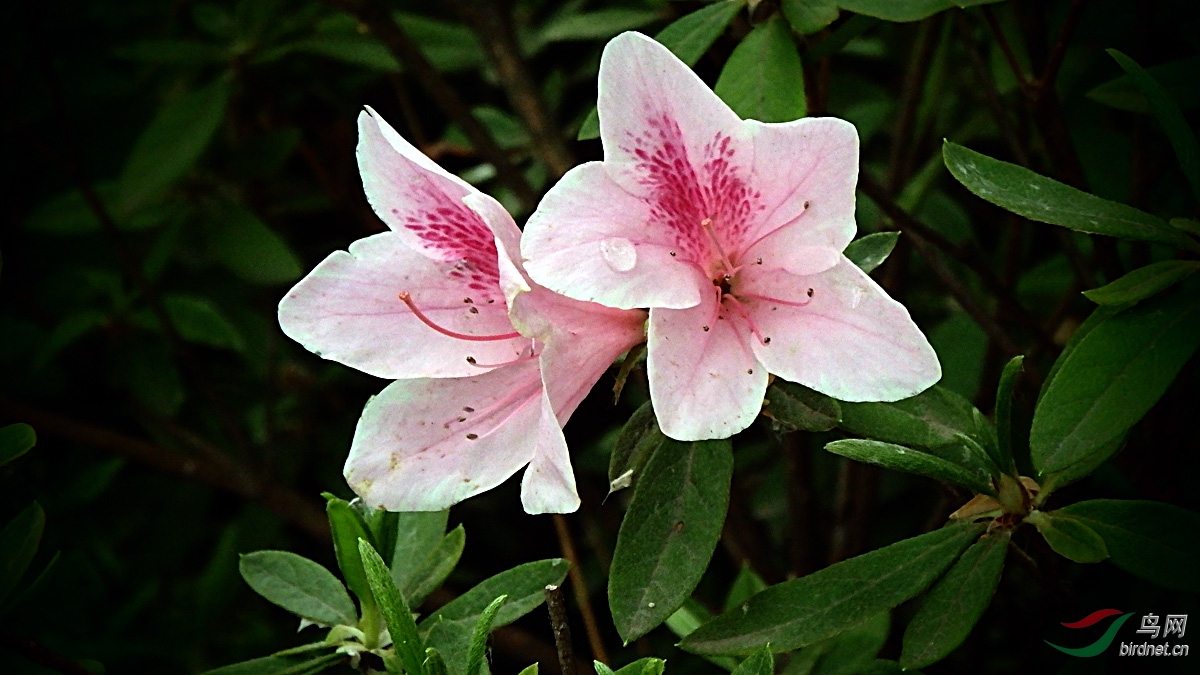 【花卉欣賞】《錦繡杜鵑》