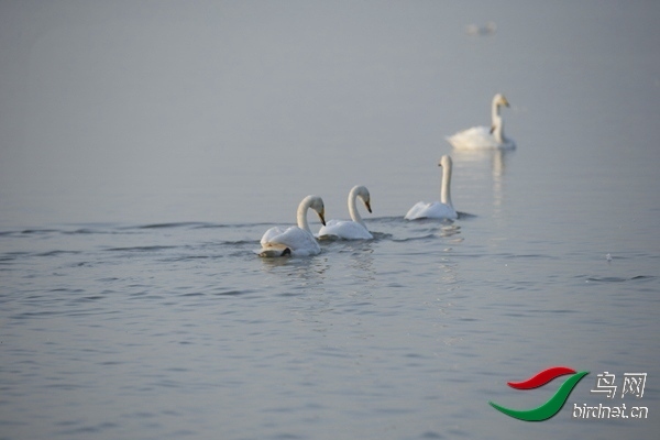 _E8J0241.jpg