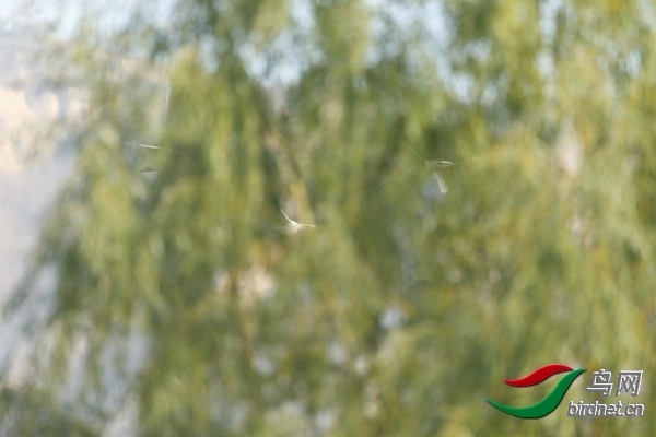 _E8J0809.jpg