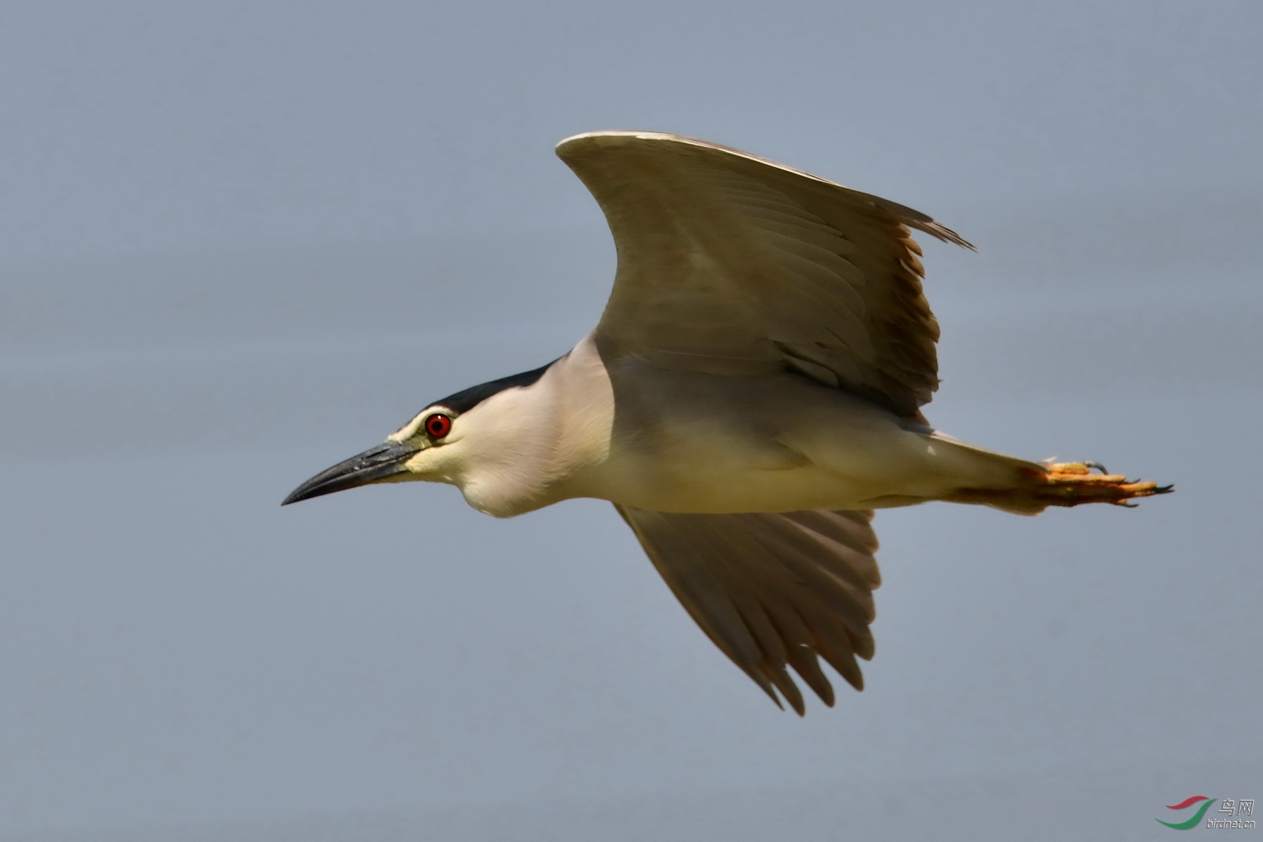 DSC_3082a.jpg